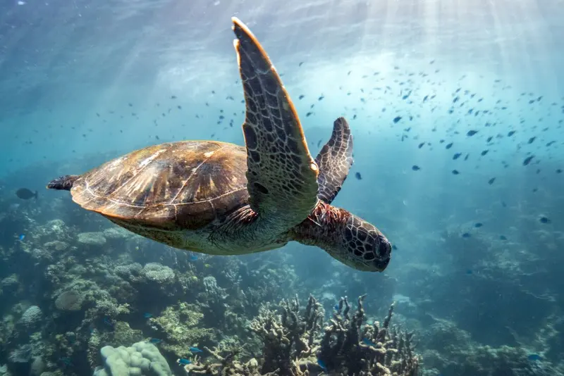 Meet the marine life