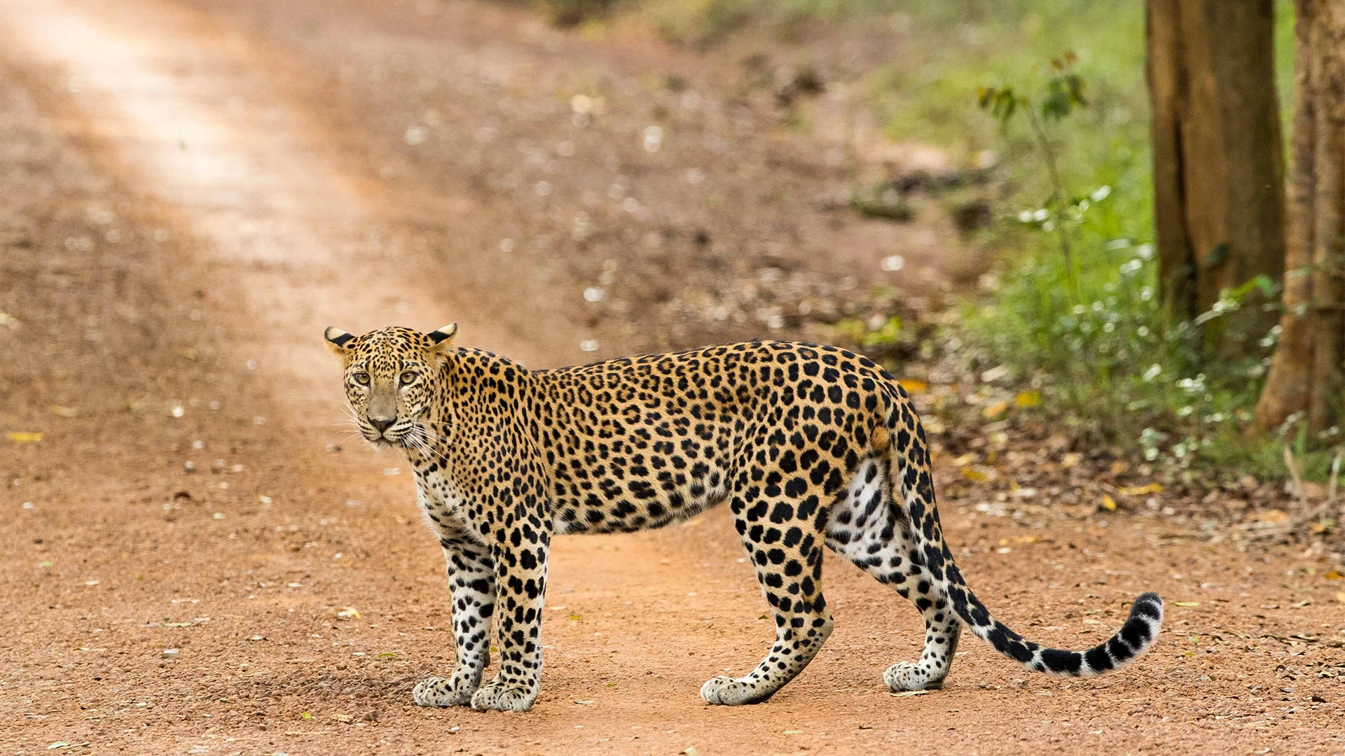 Sri Lankan leopard on a national park track during a jeep safari