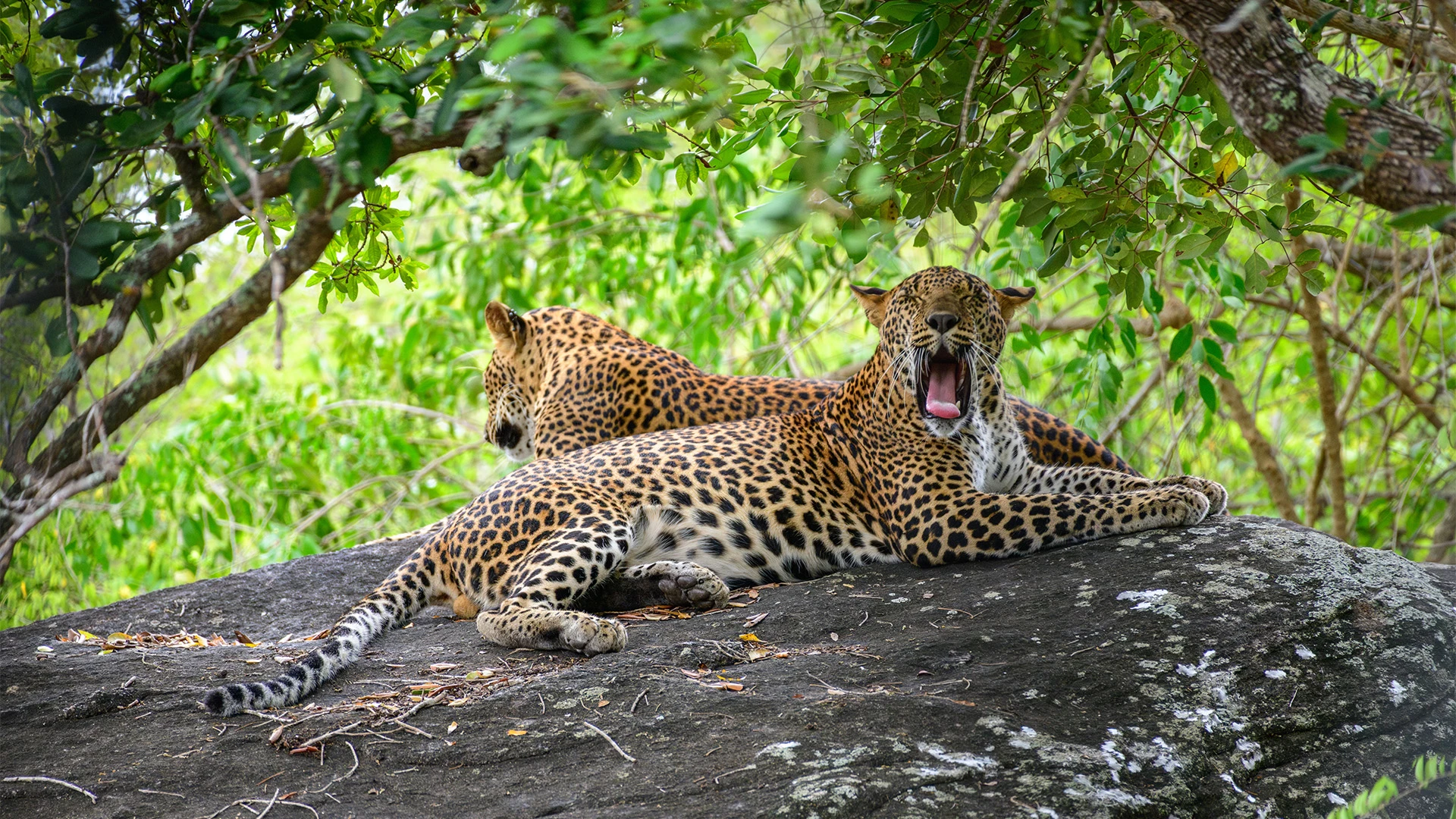 Sri Lankan leopards at Yala